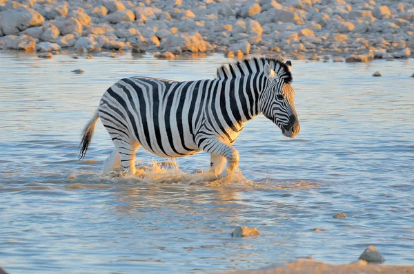 Zebra im Wasser bei Sonnenuntergang, okaukeujo Wasserloch — Stockfoto