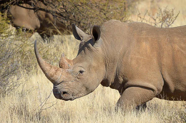 White rhino — Stock Photo, Image