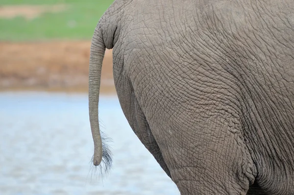 Dettaglio della pelle dell'elefante — Foto Stock