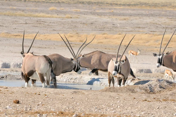 Oryx στο nebrownii — Φωτογραφία Αρχείου