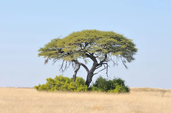 Camelthorn árbol paisaje —  Fotos de Stock