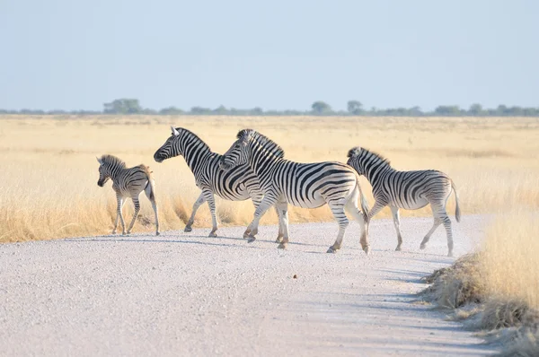 Zebras atravessando uma estrada — Fotografia de Stock