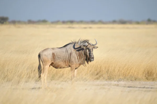 Mavi wildebeest — Stok fotoğraf