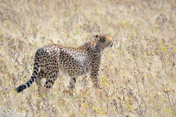 一只猎豹埃托沙国家公园 3 — 图库照片