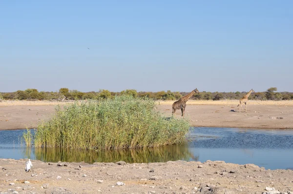 Chudop waterput in het etosha national park, — Stockfoto