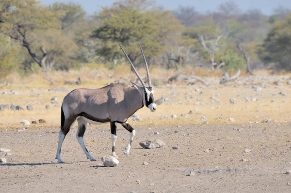 Oryx op nebrownii — Stockfoto