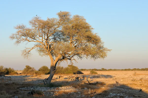 Zebra's vroege ochtend op okaukeujo waterhole — Stockfoto