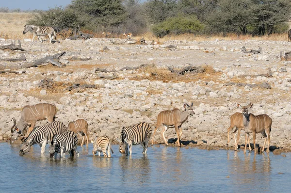 Zebre e acqua potabile kudu — Foto Stock