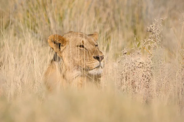 Hiding lion — Stock Photo, Image