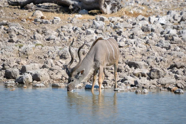 Kudu tjuren dricksvatten — Stockfoto