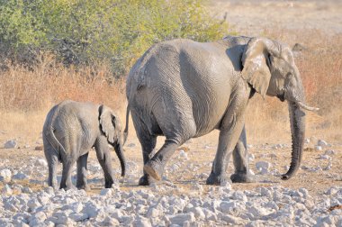 fil anne ve yavrusu, okaukeujo