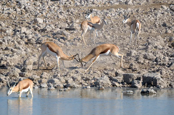 Antilopa skákavá beranů boj — Stock fotografie