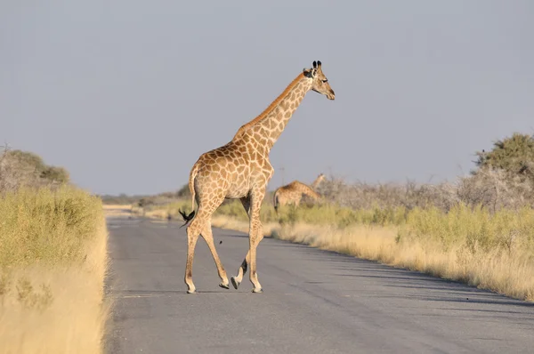 Girafa atravessando estrada — Fotografia de Stock