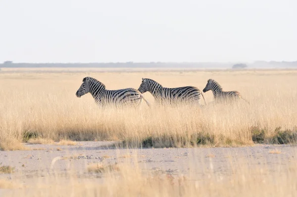 Zebry, działa na patelni etosha namibia — Zdjęcie stockowe