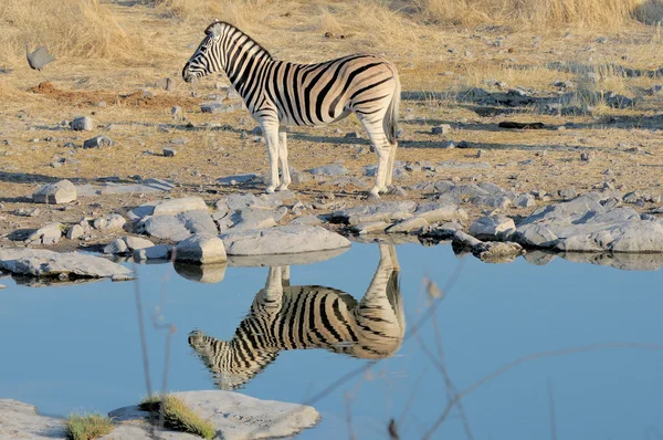 Zebra reflectie — Stockfoto