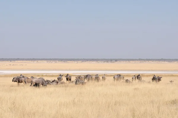 Blue Wildebeest herd grazing — Stock Photo, Image