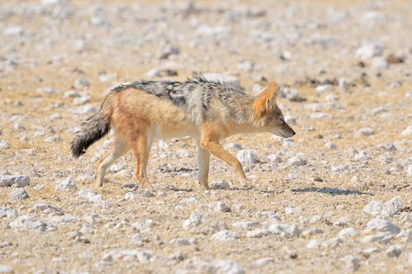 Black-backed, silver-backed or red jackal — Stock Photo, Image