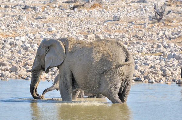 Éléphant dans le trou d'eau Okaukeujo — Photo