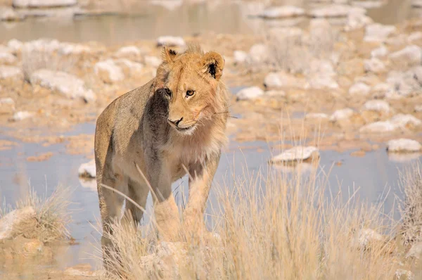 Standing lion — Stock Photo, Image