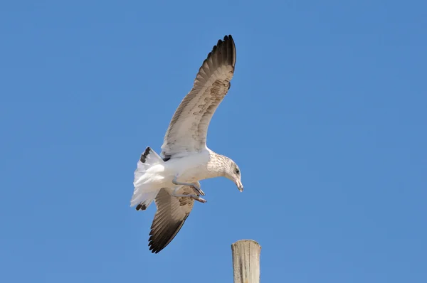 Immature Kelp Gull — Stock Photo, Image