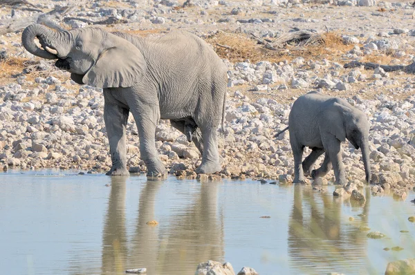 Elephant calf and bigger brother at Okaukeujo — Stock Photo, Image