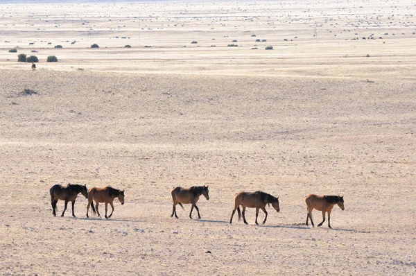 Wilde paarden van Namib — Stockfoto