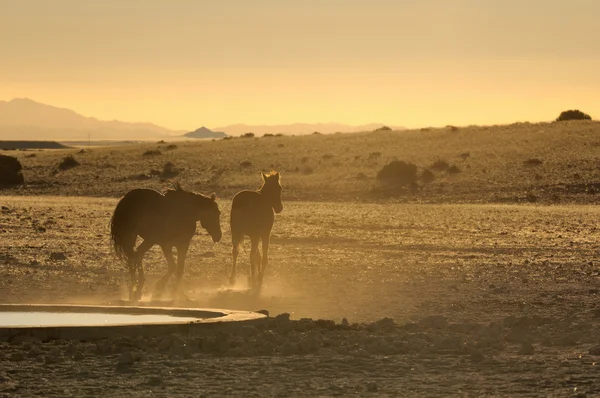 Cavalos selvagens do Namib ao pôr-do-sol — Fotografia de Stock