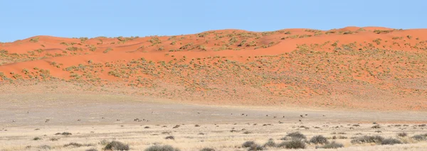 在纳米比亚雉前来地区的沙丘和羚羊全景 — 图库照片