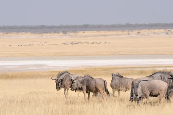 Blue Wildebeest herd grazing — Stock Photo, Image