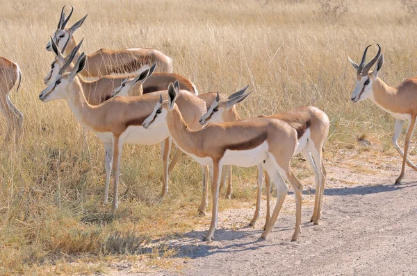 Springbok herd — Stock Photo, Image