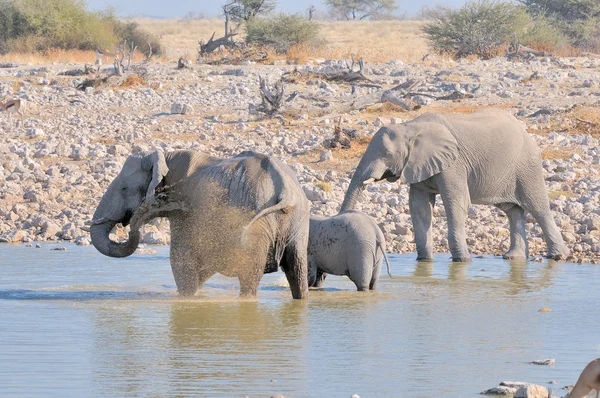 Elefant familj på okaukeujo — Stockfoto