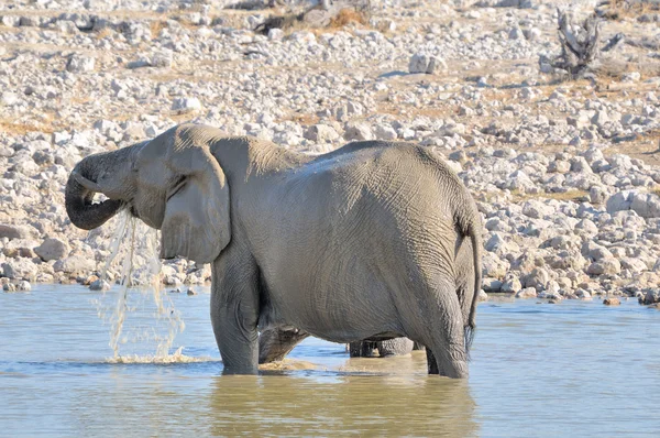 Slon ve vodě, národní park etosha, Namibie — Stock fotografie