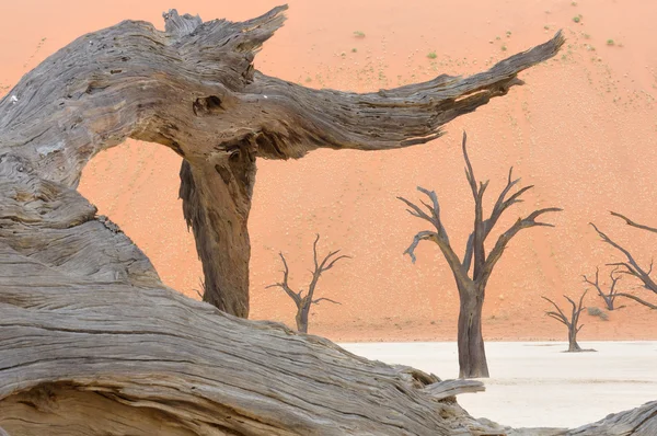 Träd skeleton vid deadvlei — Stockfoto