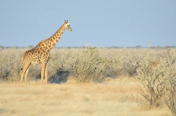 Giraffa, Parco nazionale di Etosha, Namibia — Foto Stock