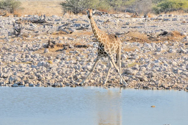 Giraffe in funny position — Stock Photo, Image