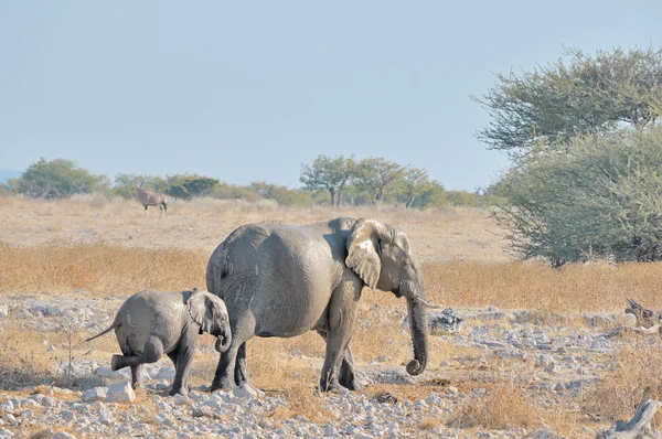 Itching elephant calf at Okaukeujo — Stock Photo, Image