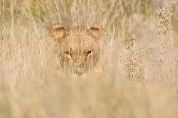 Lion hiding in the grass — Stock Photo, Image