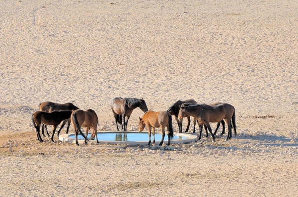 Caballos salvajes del Namib —  Fotos de Stock