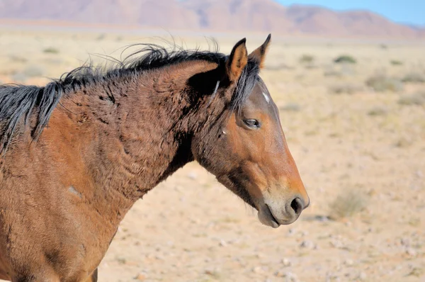 Wildpferd des namib — Stockfoto