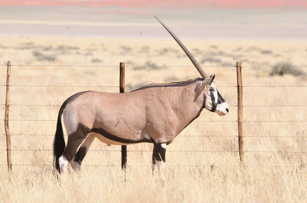 Oryx в траві краєвид — 스톡 사진