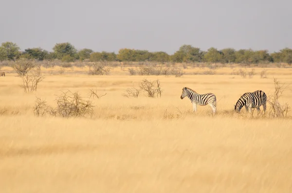 Zebras em um campo de grama — Fotografia de Stock