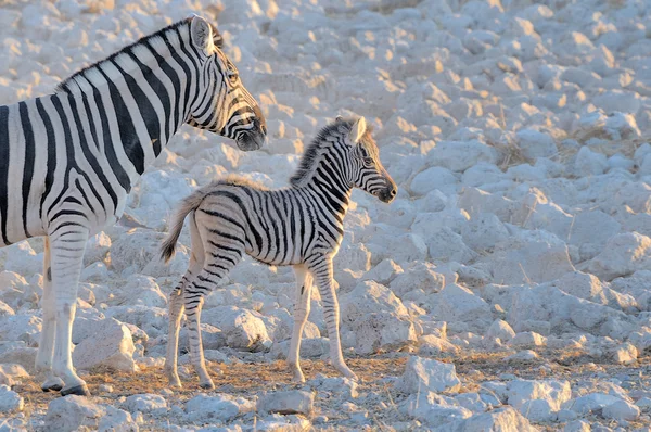 Zebra mamma och föl, okaukeujo vattenhål — Stockfoto