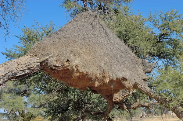 Camelthorn Tree with community nest