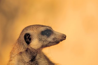 Arkadan aydınlatmalı Meerkat portre