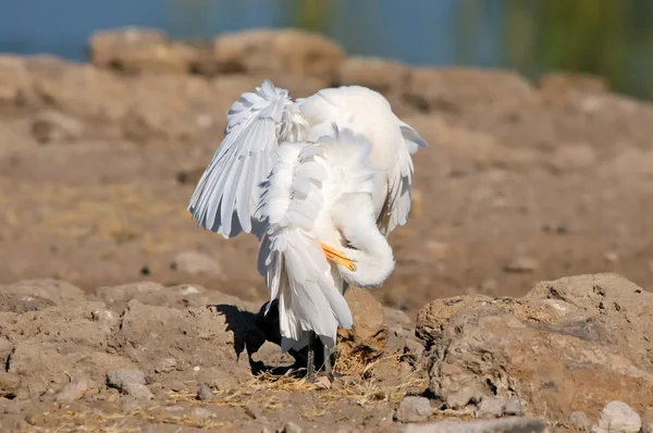 Kuhreiher in lustiger Position — Stockfoto