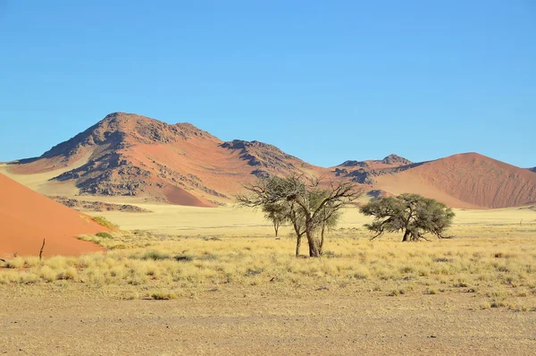 Gras, Duin en bergachtige landschap in de buurt van sossusvlei — Stockfoto