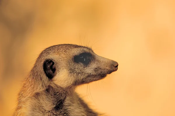 Backlit Meerkat portrait — Stock Photo, Image