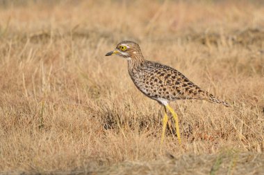 Spotted thick-knee clipart