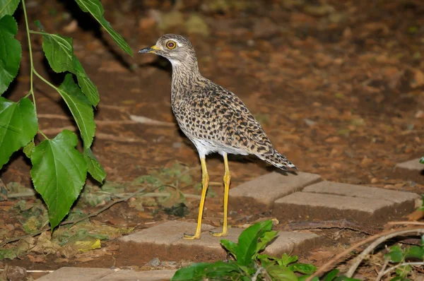 Spotted thick-knee — Stock Photo, Image