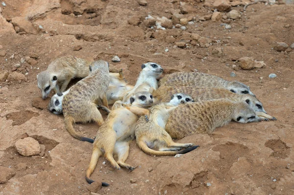 Pandilla o familia Meerkat —  Fotos de Stock